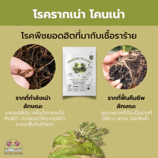ไตรโคเดอร์มา 500กรัม ราคาส่ง กำจัดเชื้อราโรคพืชได้มากถึง 31ชนิด