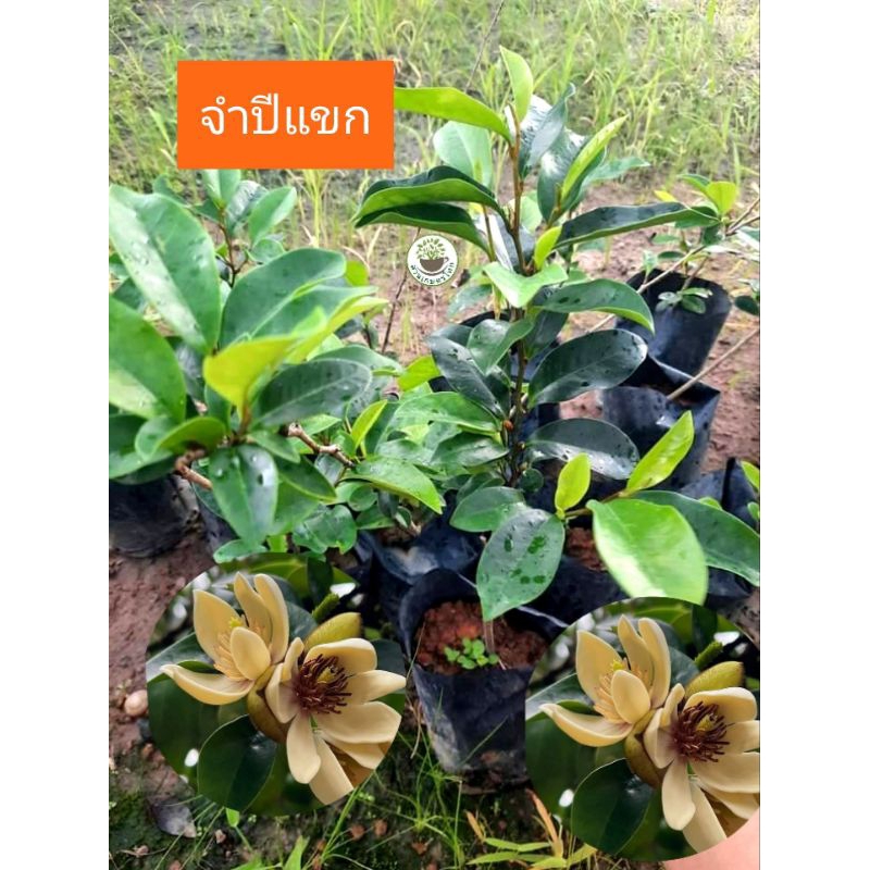 ต้นจำปีแขก จำปีแขก ออกได้ทั้งปี ไม่ผลัดใบ