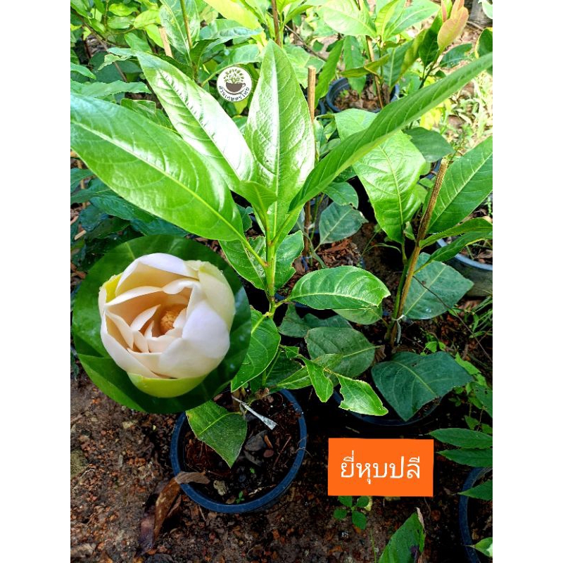 ต้นยี่หุบปลีเมืองกาญนจ์ ยี่หุบปลี ยี่หุบเมืองกาญจน์ ยี่หุบปลีเมืองกาญจน์