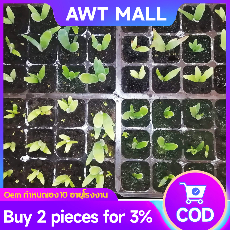ซื้อ 5 ชิ้น แถม 1 ถาดเพาะต้นกล้า ถาดเพาะเมล็ด อุปกรณ์เพาะปลูก กระถางต้นไม้ ถาดไดโซะ 32- 200หลุม