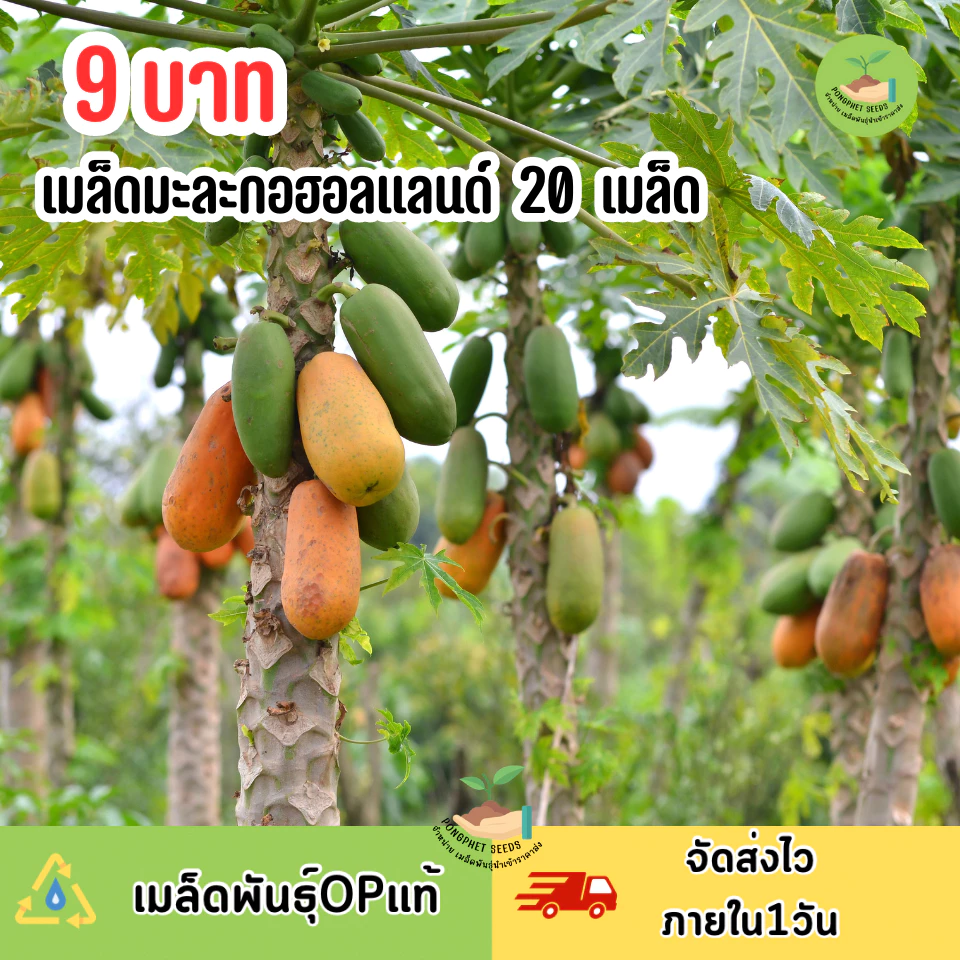 9 บาท เมล็ดมะละกอฮอลแลนด์ บรรจุ 20 เมล็ด