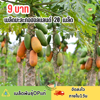 9 บาท เมล็ดมะละกอฮอลแลนด์ บรรจุ 20  เมล็ด