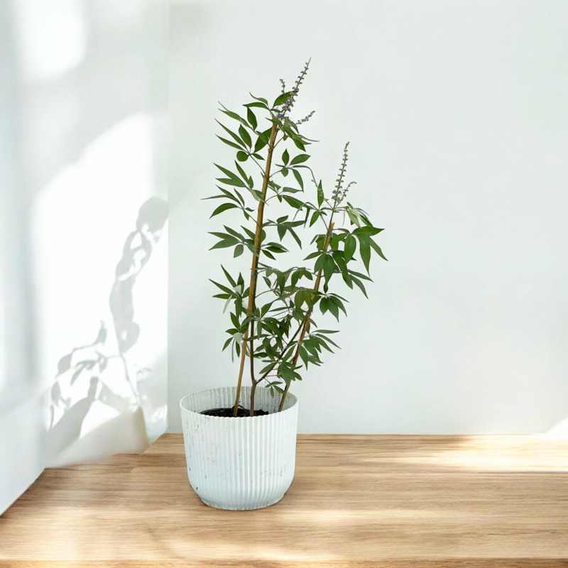 ต้นไวเท็กซ์/ Chaste Berry/ไวเท๊กซ์ แอกนัส แคสตัส (Vitex))ถ่ายจากภาพสินค้าจริง