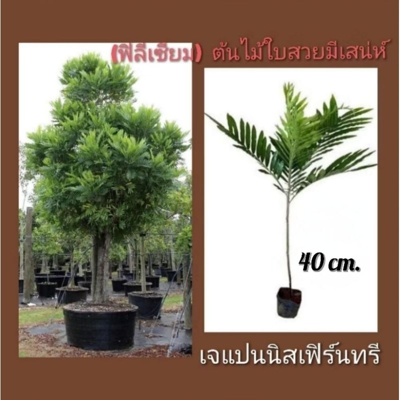 ต้นเจแปนนิส เฟินทรี(ฟิลีเซียม)ต้นไม้ใบสวยสไตล์สวนญี่ปุ่น