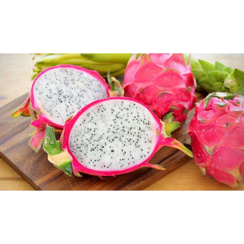 ต้นพันธุ์ แก้วมังกร สีขาว ถุงดำพร้อมปลูก 29บาท white dragon fruit แกัวมังกร รสหวาน ผลดก