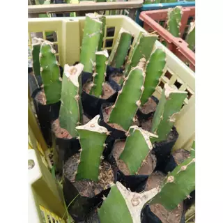 ต้นพันธุ์ แก้วมังกร สีขาว ถุงดำพร้อมปลูก 29บาท white dragon fruit มีคุณค่าทางอาหารสูง มีเส้นใยอาหารสูง ช่วยให้อิ่มท้อง