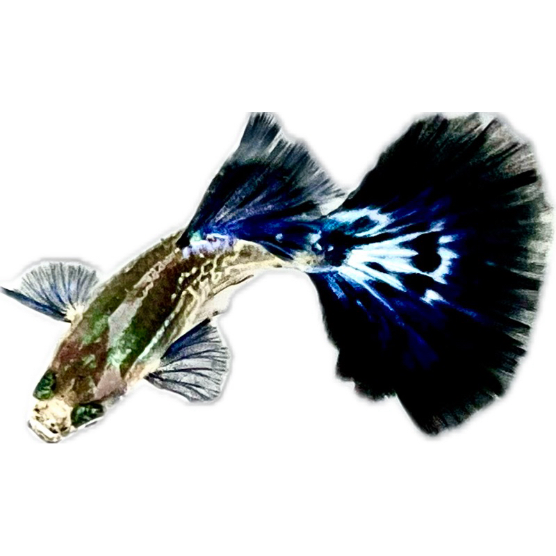 ปลาหางนกยูงไอวอรี่สเน็กสกินบลู(ivory snakeskin blue) 1 คู่ ผู้ เมีย