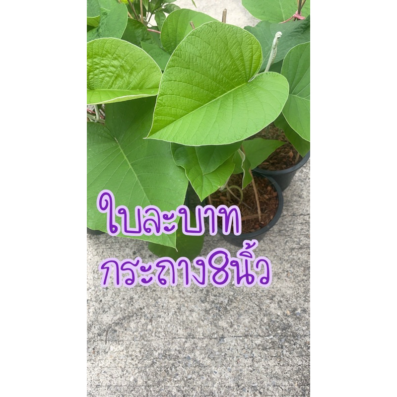 ต้นใบละบาท กระถาง8นิ้ว