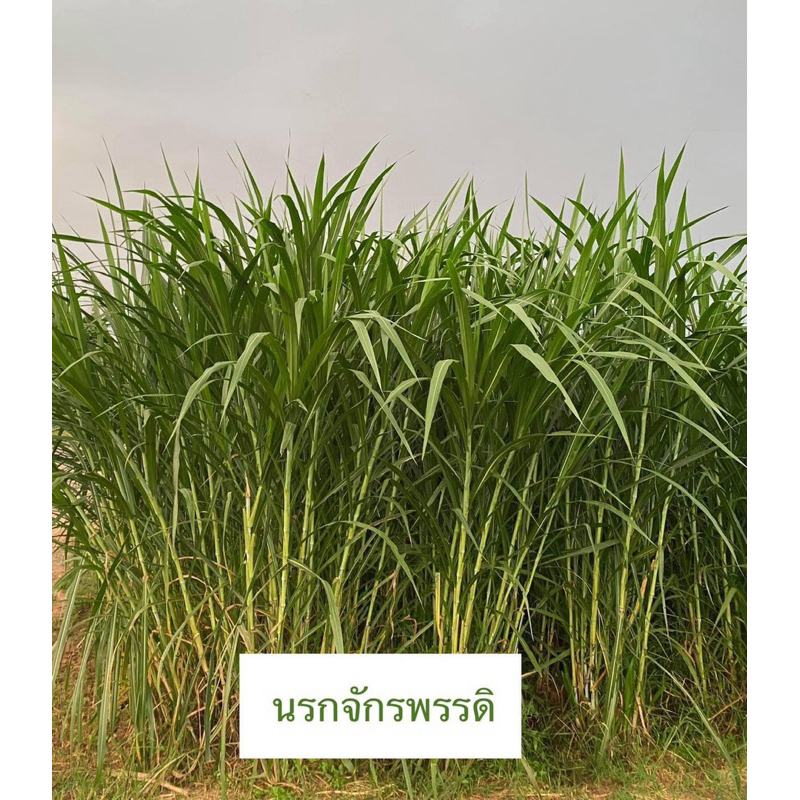 พันธุ์หญ้านรกจักรพรรดิ 400 ท่อน 🔥ทนแล้งทนฝน โตเร็ว👍เลี้ยงสัตว์ได้จำนวนมาก