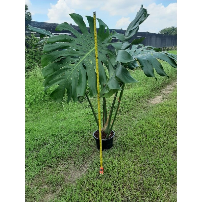 (ไซส์ XXXL)ฟิโลเดนดรอน มอนสเตอร่าไจแอ้นท์ หรือ Philodendron deliciosa หรือ Monstera deliciosa ต้นใหญ่ ใบใหญ่ ทรงต้นสวย