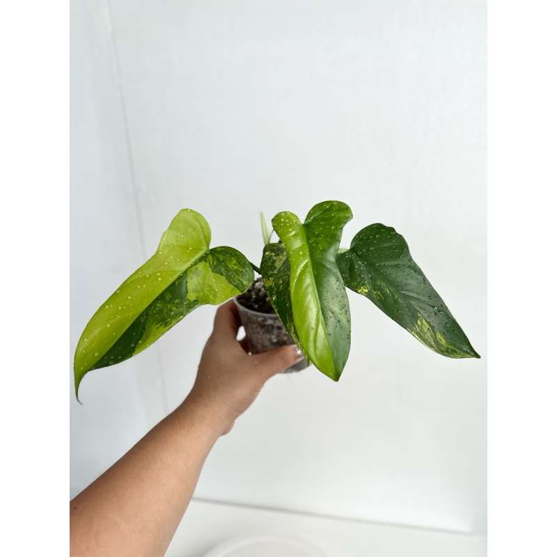 Philodendron bipennifolium ‘Violin Variegated’ ไวโอลินด่าง