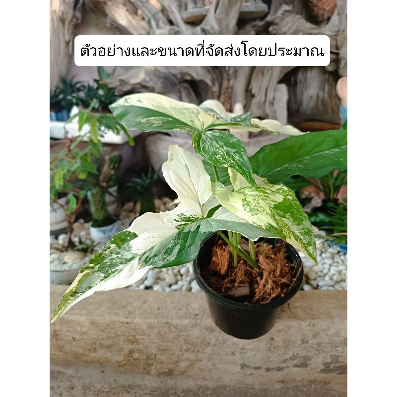 เงินไหลมาด่างขาวขนาดกระถาง 5.5 นิ้ว