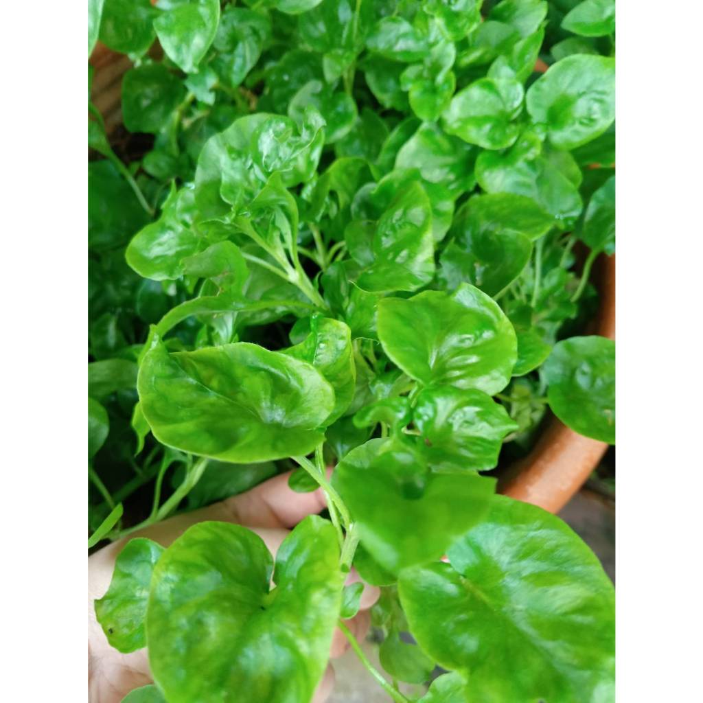 ต้นกล้า วอเตอร์เครส สีเขียว  ราชินีผัก   green watercress สลัดน้ำ กล้าละ 10บาท