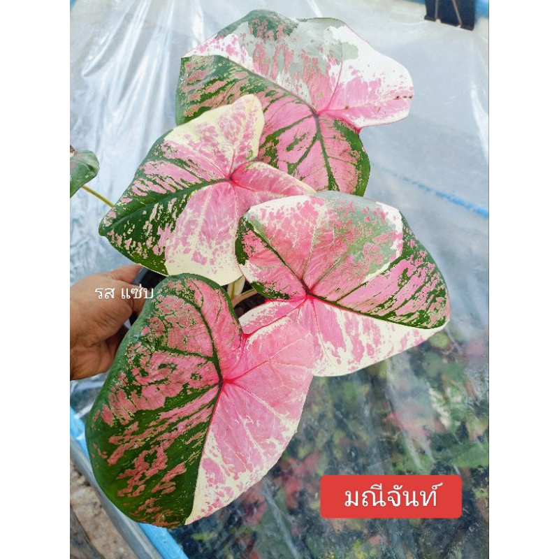 ต้นบอนสีมณีจันทร์ เป็นบอนใบกลมกัดสีชมพูด่างขาวบางช่วงอาจมีสีเหลืองมาด้วย