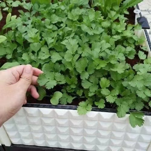 900 เมล็ด เมล็ดพันธุ์ เมล็ดผักชี ผักชีหอม - รูปที่ 2