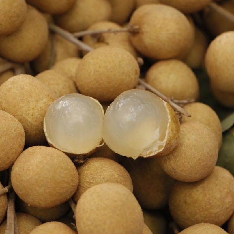 ต้นพันธุ์ ลำไย Longan ในถุงดำพร้อมปลูก 29บาท รสชาติหวาน  เนื้อหนาและแน่น  ลำไยเพาะเมล็ด ทนแล้ง แข็งแรง ทนน้ำท่วม