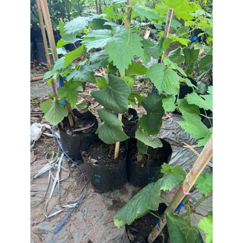 ต้นองุ่น s48 🎉ต้นแข็งแรง ระหว่างขนส่งสินค้าเสียหาย ทางร้านรับผิดชอบทุกรณี