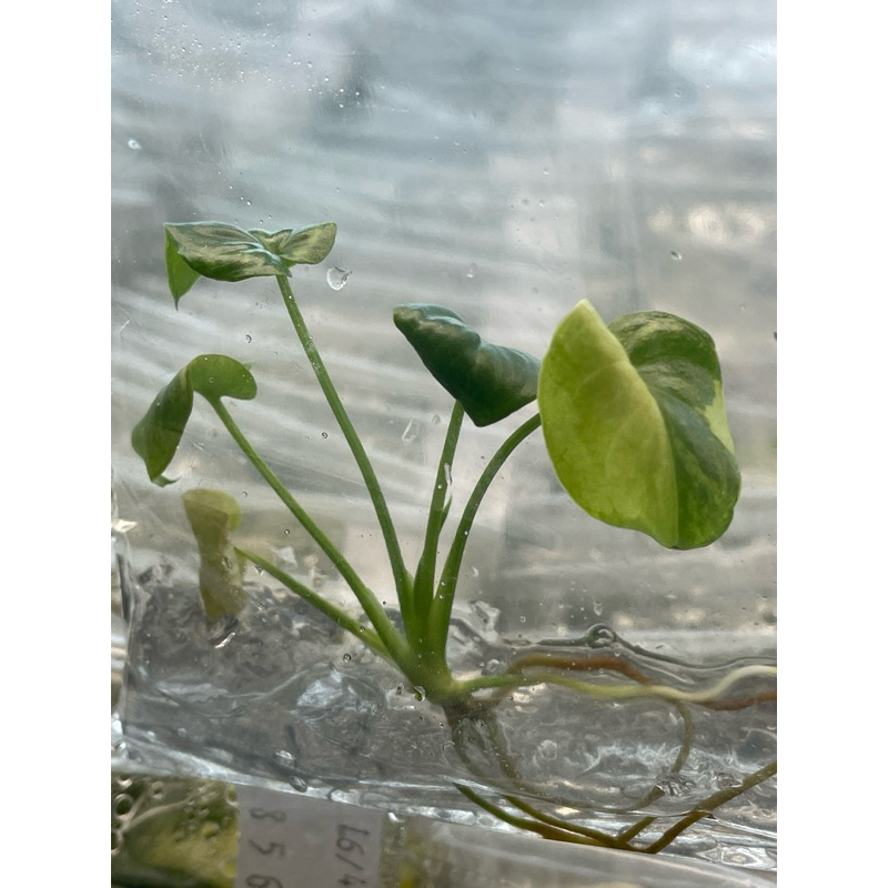 ฟิโลเดนดรอน โกลดิอี้ด่าง - ไม้ประดับต้นเล็ก สวยงาม