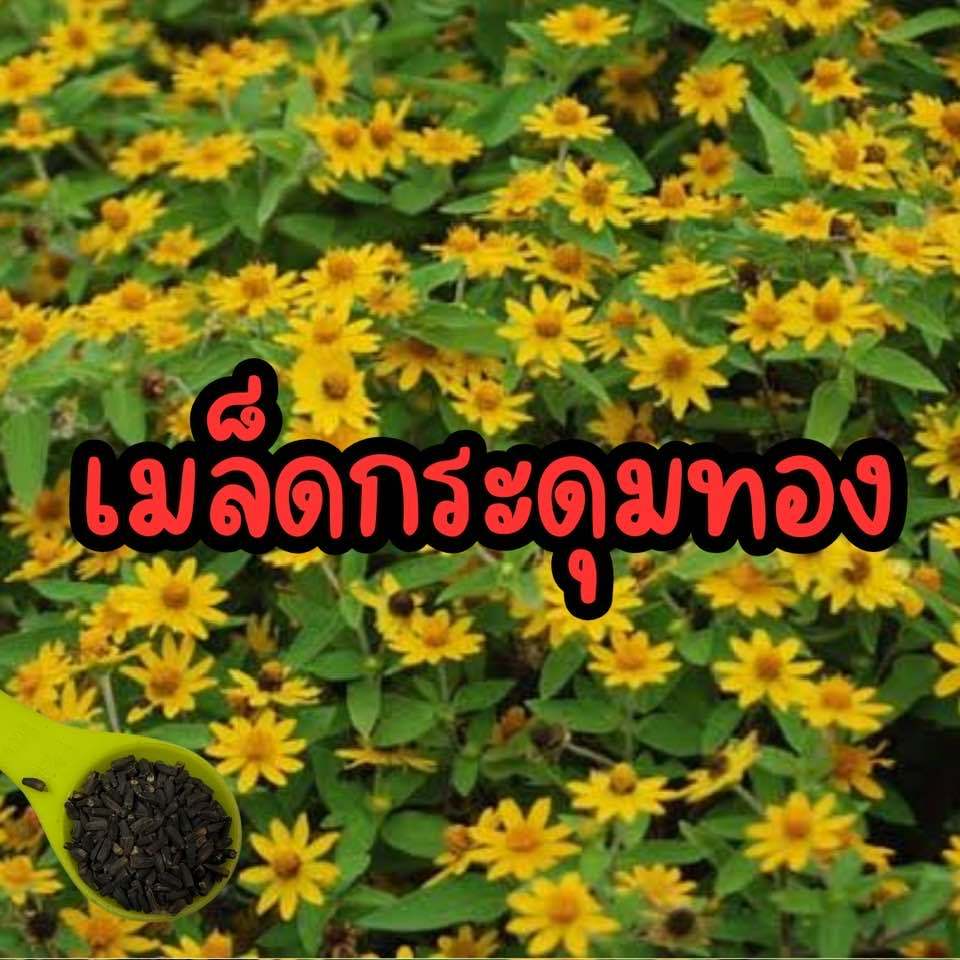 เมล็ดพันธุ์ดอกกระดุมทอง เมล็ดดอกไม้ปลูกง่าย ดอกไม้คลุมดิน ดอกไม้ทนร้อน