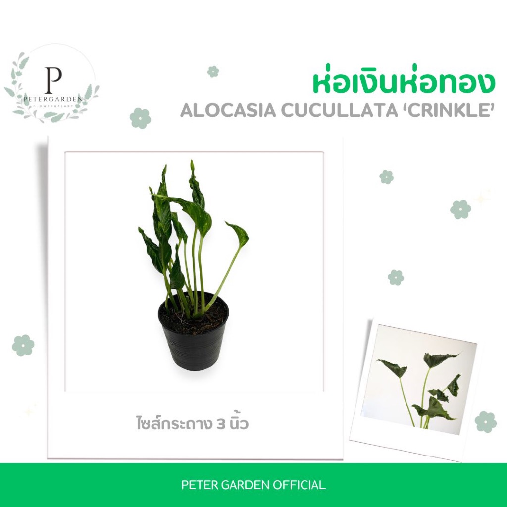 ห่อเงินห่อทอง Alocasia Cucullata ‘crinkle’ ไซส์กระถาง 3 นิ้ว