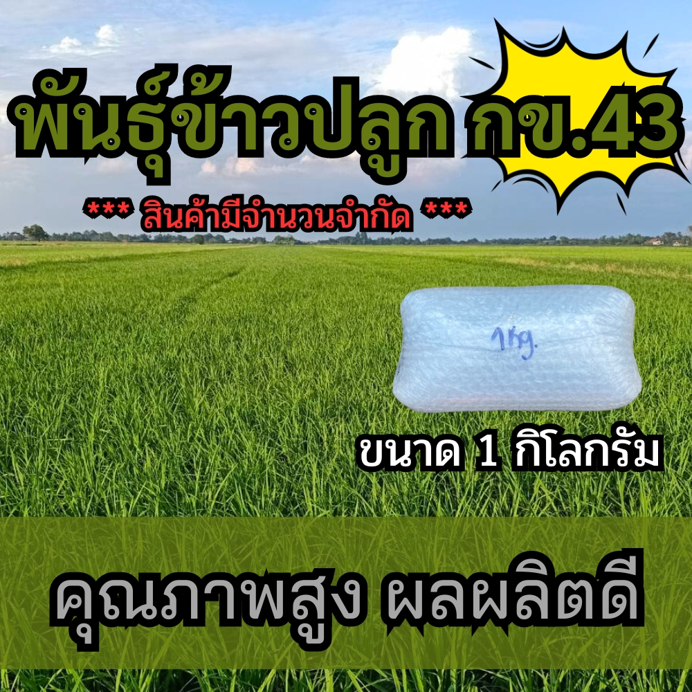 พันธุ์ข้าวกข43 จำนวน 1 กิโลกรัม ข้าวปลูก กข.43 เมล็ดพันธุ์ข้าว กข.43
