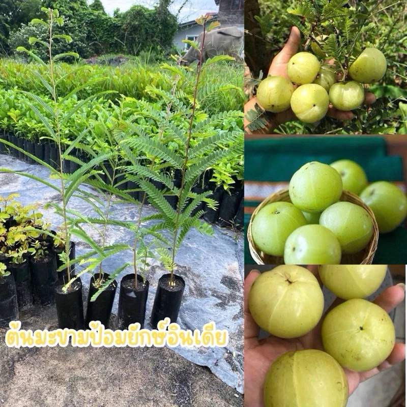 🌳มะขามป้อมยักษ์อินเดียแบบเพาะเมล็ด ลูกใหญ่ ต้นละ18บาทสามารสเลือกซื้อต้นอื่นๆในร้านได้เลยจ้า🥰 ลูกดก รสชาติเปรี้ยว อมฝาด
