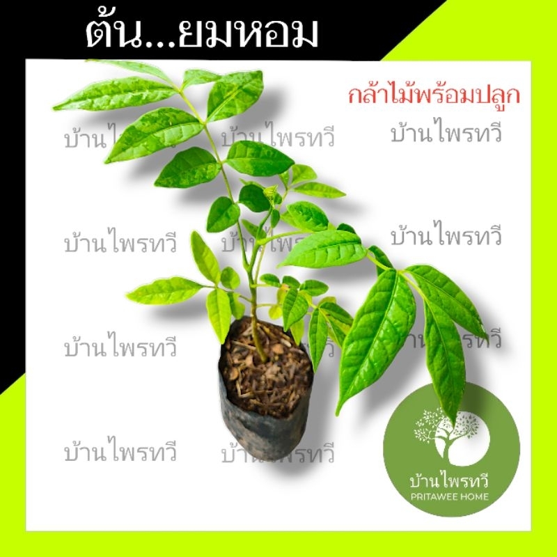 ต้นยมหอม กล้าไม้พร้อมปลูก ต้นไม้ตาย เคลมฟรี รับผิดชอบเเน่นอน เหตุเฉพาะขนส่ง  ยมหอม ไม้ป่าหายาก ยมหอม