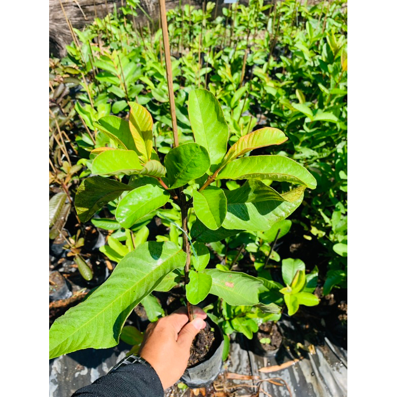 ฝรั่งเพชรภูธร2 ต้นเสียบยอด ดกและติดผลง่าย พร้อมปลูก - รูปที่ 2