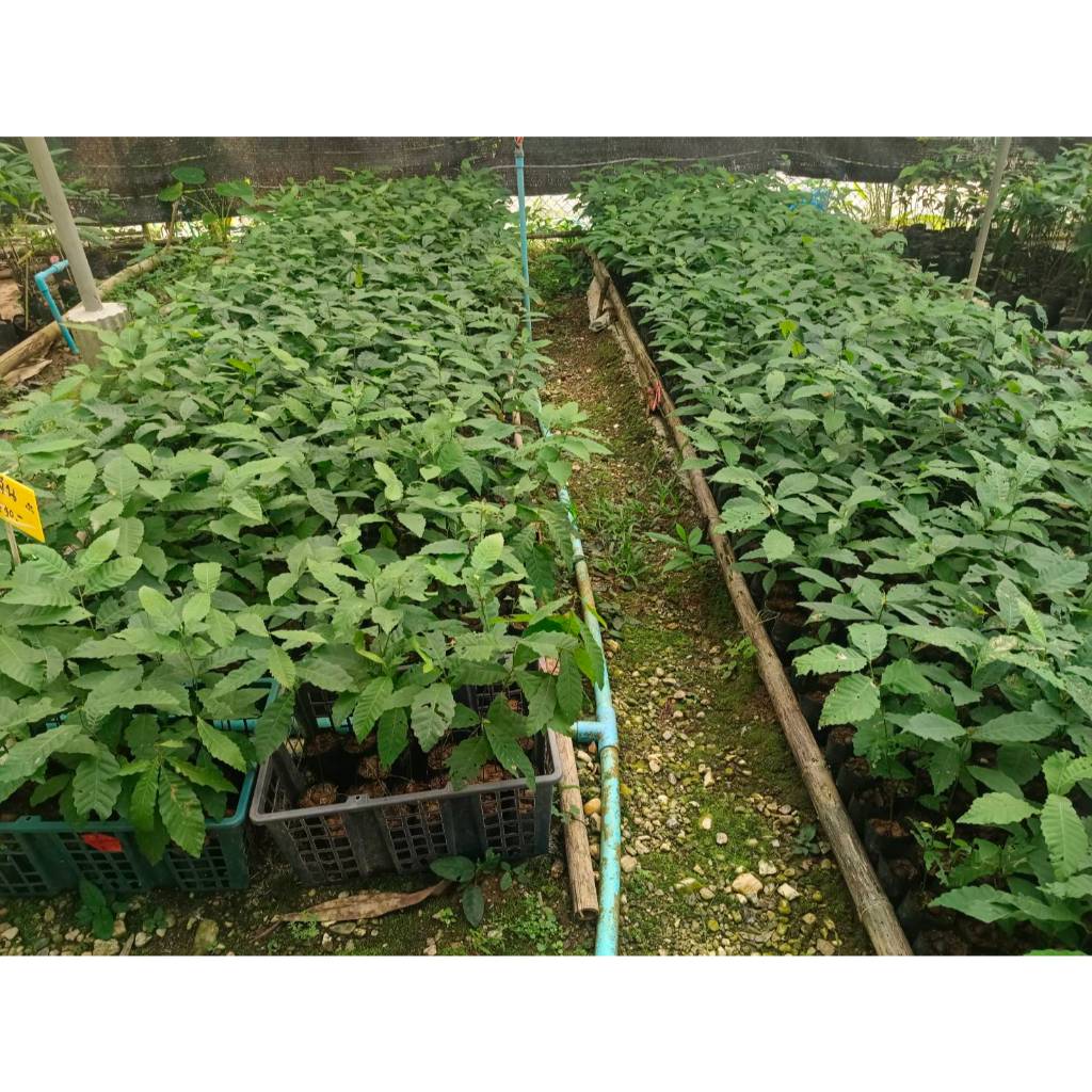 ต้นพันธุ์  ต้น เกาลัด ถุงดำต้นละ 99 บาท เกาลัดพันธุ์วาวี 2   Chinese chestnut