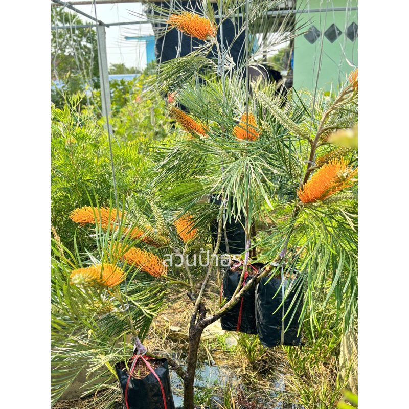 ขายกิ่งพันธุ์สนเกรวิลเลีย ส้มเม่น "Grevillea pteridifolia"กิ่งทาบ ความสูง50-70cm.พร้อมออกดอก