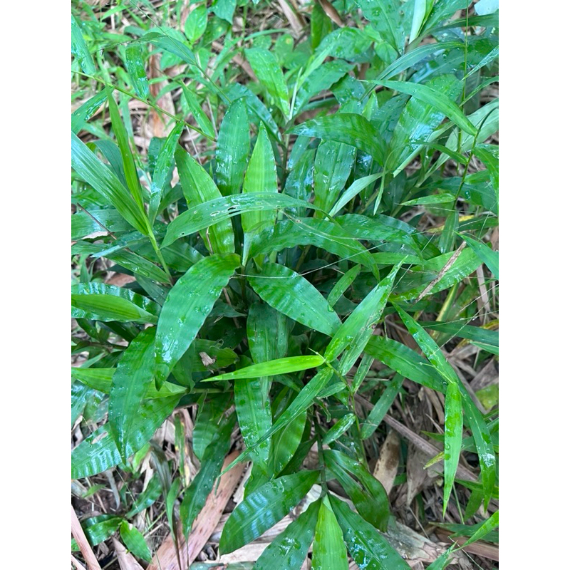 หญ้ารีแพร์ สมุนไพร กอละ 10 บาท ถุงดำ 38 บาท