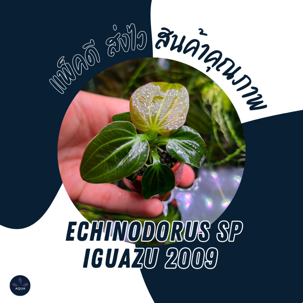 ต้นไม้น้ำ iguazu 2009 , ต้นอเมซอน อิกัวซุ่ 2009 , ต้นอเมซอน , ต้นไม้น้ำหายาก ECHINODORUS “IGUAZU 200