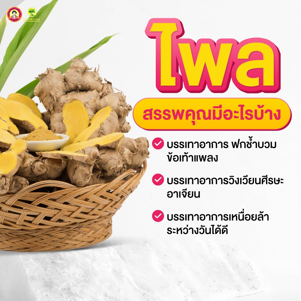 ┃พร้อมส่ง+ของแท้┃น้ำมันเหลือง สมถวิล (3 ขวด) อั้งกี้ ตราต้นโพธิ์ สูตรดั้งเดิมหอมเย็น ขนาด 24 ซีซี ของแท้จากโรงงานโดยตรง ราคา ถูกที่สุด ดีลบีเคเค แกลเลอรีภาพที่ 7