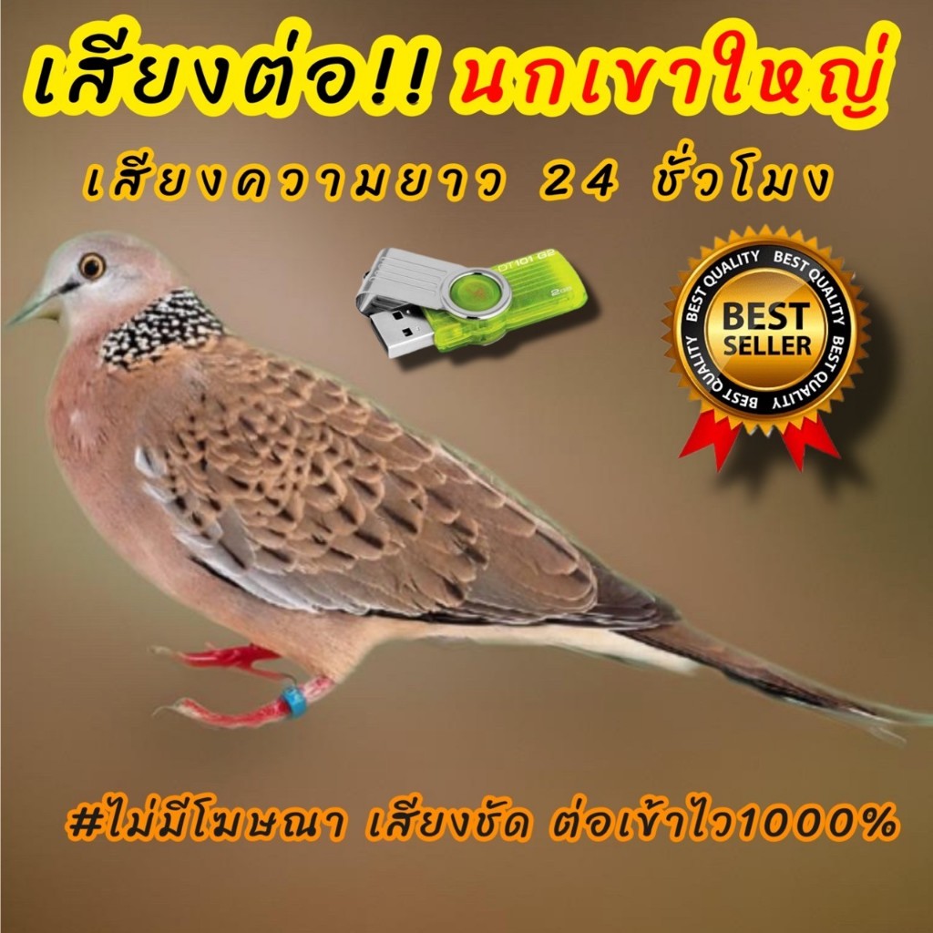 เสียงนกเขาใหญ่ เสียงต่อนกเขาใหญ่ ต่อเข้าเร็วเข้าไว เสียงชัดเสียงใสไร้โฆษณา 008