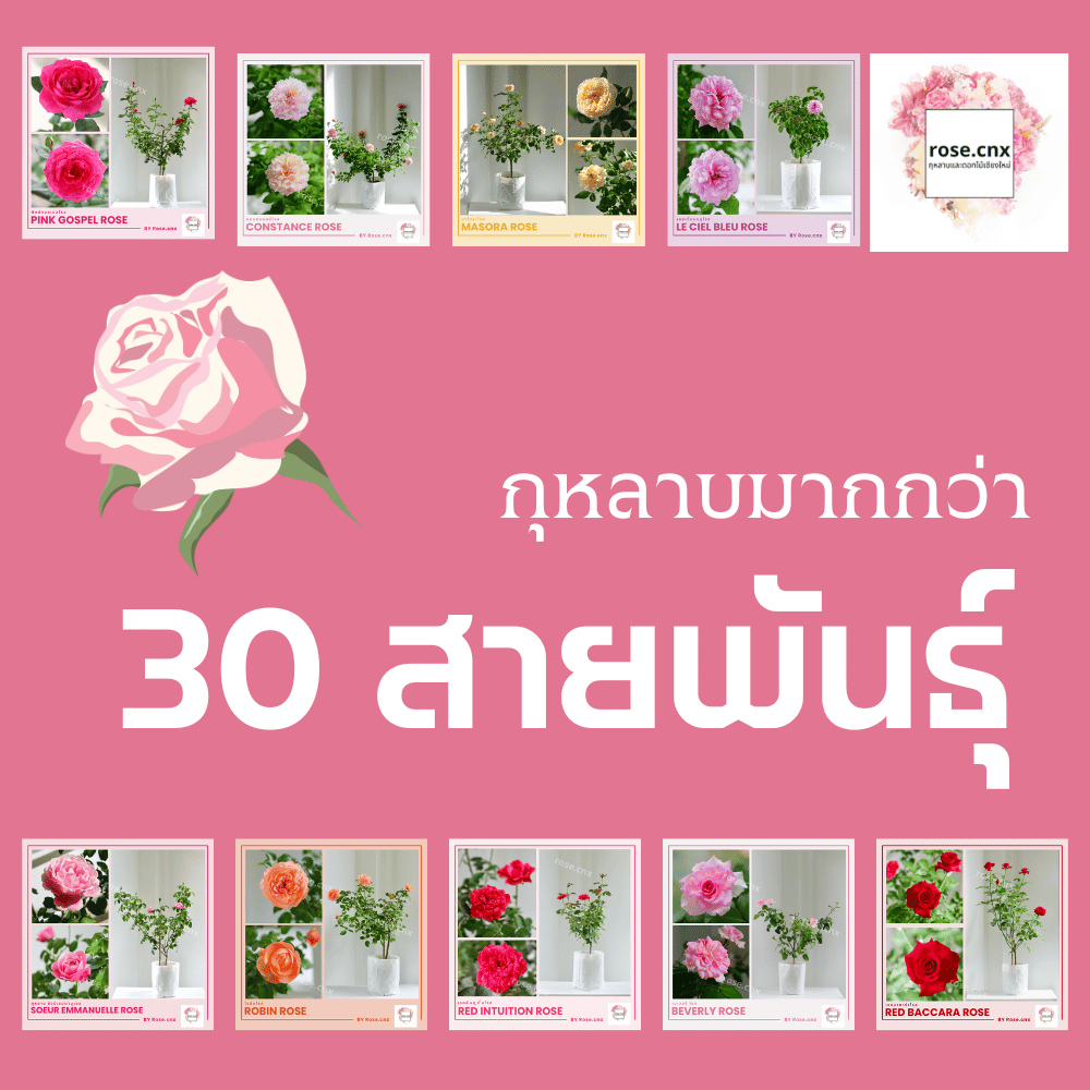 รวมดอกกุหลาบ 30 สายพันธุ์ ต่างประเทศ (Rose)