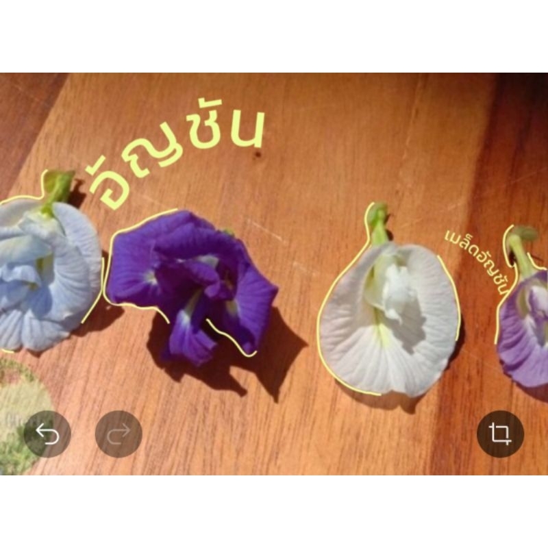 เมล็ดอัญชัน สีน้ำเงิน เข้ม ซ้อนกุหลาบ10เมล็ด 39 บาทแถมฟรี พีชมอส