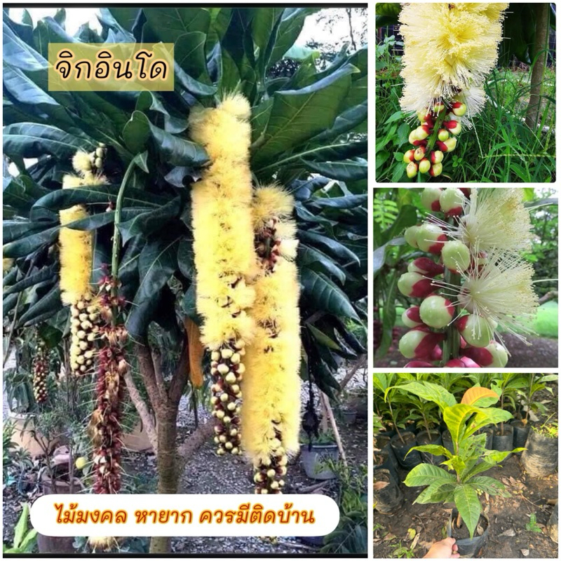 🤩จิกอินโด ไม้สวยหายาก สินค้าพร้อมส่งจ้า😀