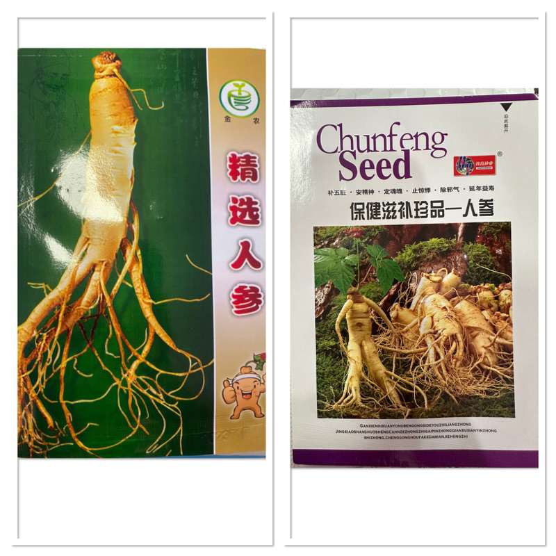 เมล็ดพันธุ์ โสมคน โสมเกาหลี ( Ginseng , Asian ginseng Seed ) โสม