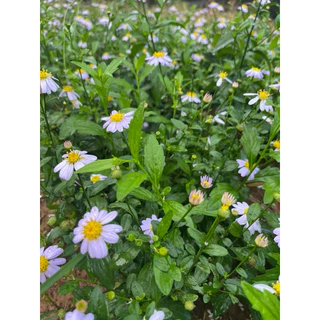 🌱ต้นกล้าเดซี่มากาเร็ต 🪻ม่วงอ่อน👉ปลูกง่าย🌼ดอกไม้ทานได้