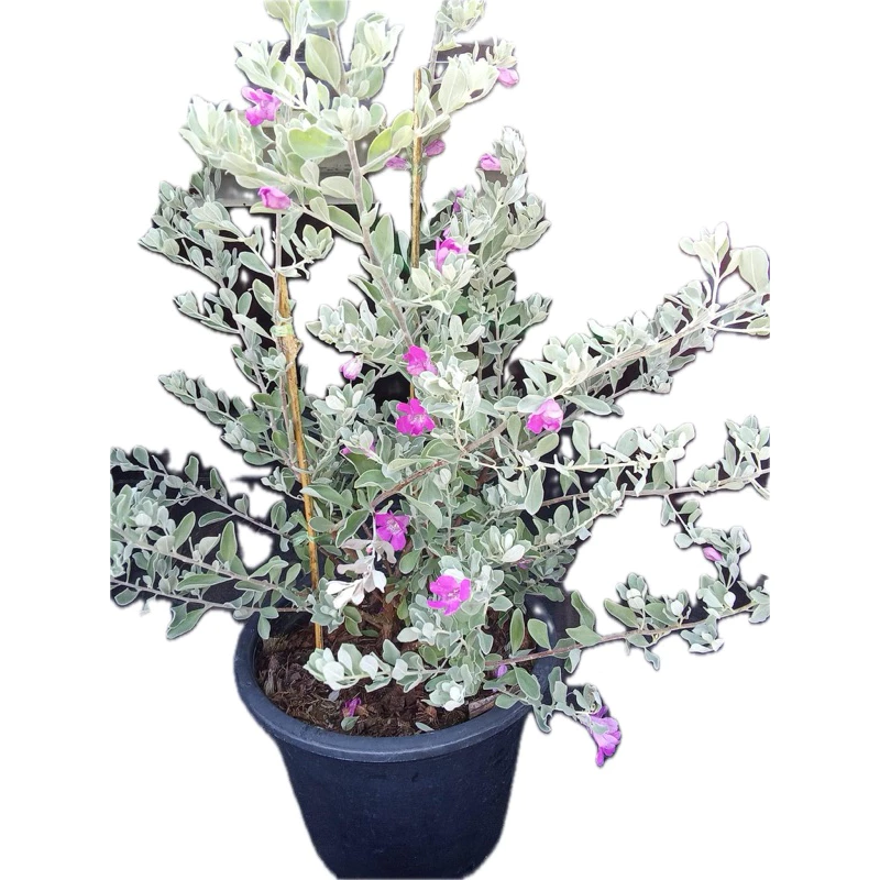 ☀️ทนแดดดอกสวย🪻นีออน ใบเงิน Leucophyllum frutescens ต้นไม้ใบสวย ดอกสวยเลี้ยงง่าย ออกทั้งปี