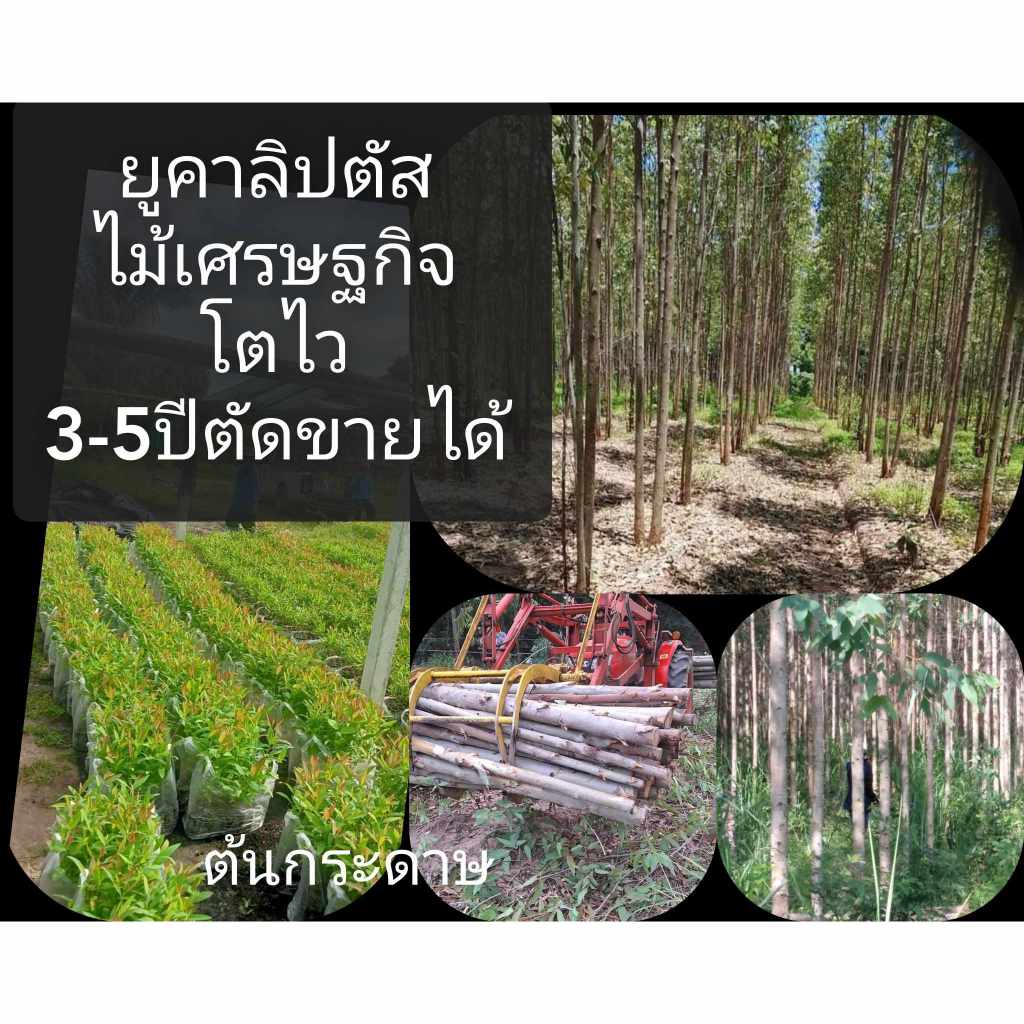 ยูคาลิปตัสเมล็ดพันธุ์สายพันธุ์เค7ยอดสีแดง(ต้นกระดาษ)50 รูปที่ 5