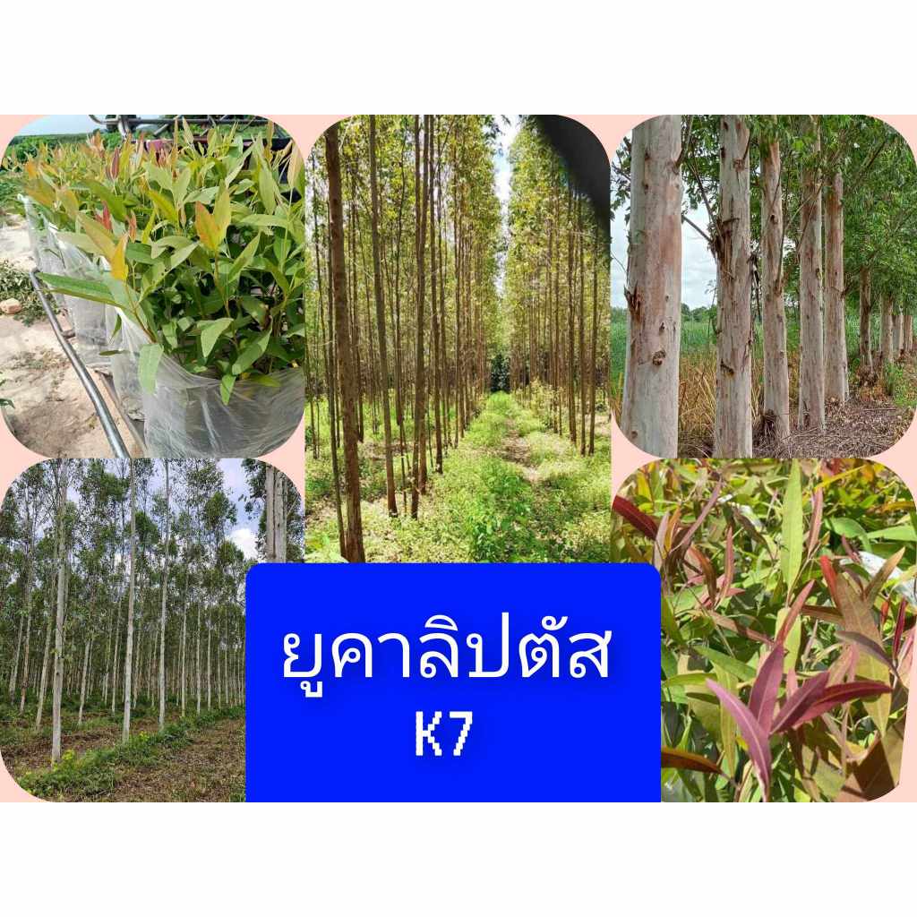 ยูคาลิปตัสเมล็ดพันธุ์สายพันธุ์เค7ยอดสีแดง(ต้นกระดาษ)50 รูปที่ 7