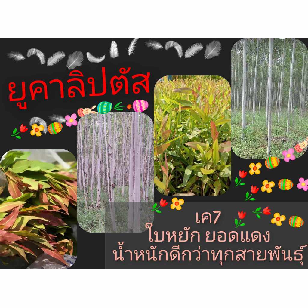 ยูคาลิปตัสเมล็ดพันธุ์สายพันธุ์เค7ยอดสีแดง(ต้นกระดาษ)50 รูปที่ 4