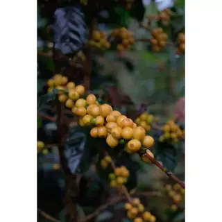 Nan Coffee Roastery เมล็ดกาแฟพิเศษน่านบ้านห้วยโทน Natural Slow Dry Process OmniRoast Forf Filllter