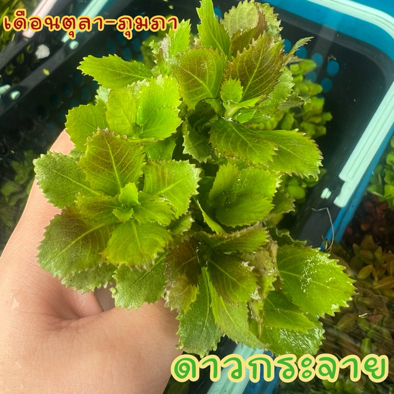 ดาวกระจาย(พร้อมกระถาง)