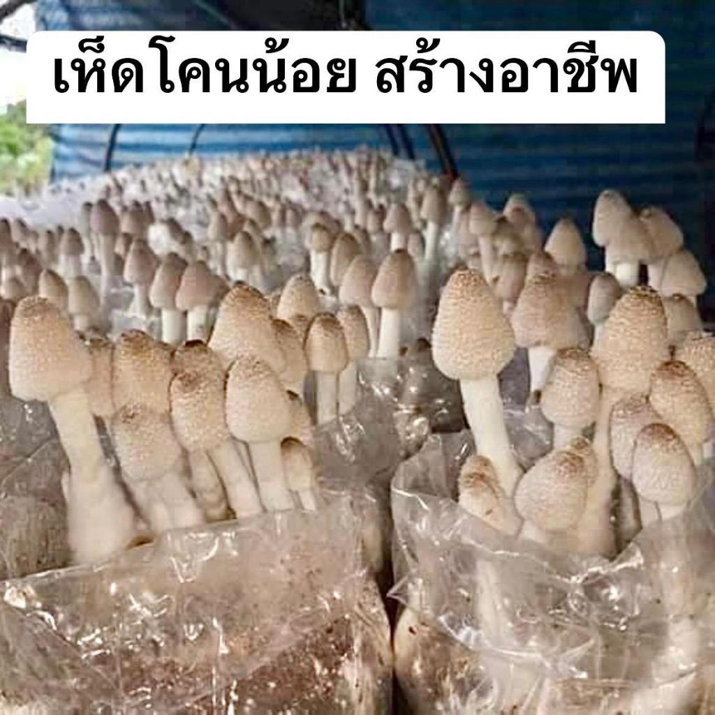 เห็ดโคนน้อยแบบเปิดดอก ชุด10ก้อน