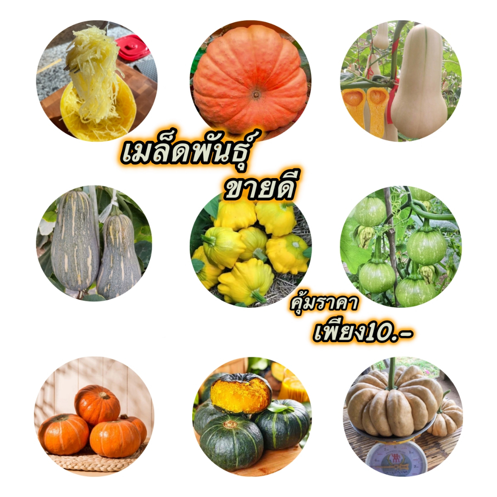 เมล็ดพันธุ์ฟักทอง ถูกที่สุด 10 บ. เมล็ดพันธุ์ชุดฟักทอง10 บ. ขายดีที่สุด