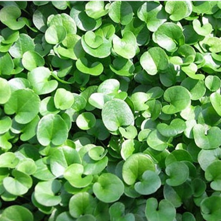 เมล็ดหญ้า แต่งสวน หญ้าใบต่างเหรียญ หญ้าคลุมดินสวยไม่ต้องตัด ดูแลง่าย 1000เมล็ด