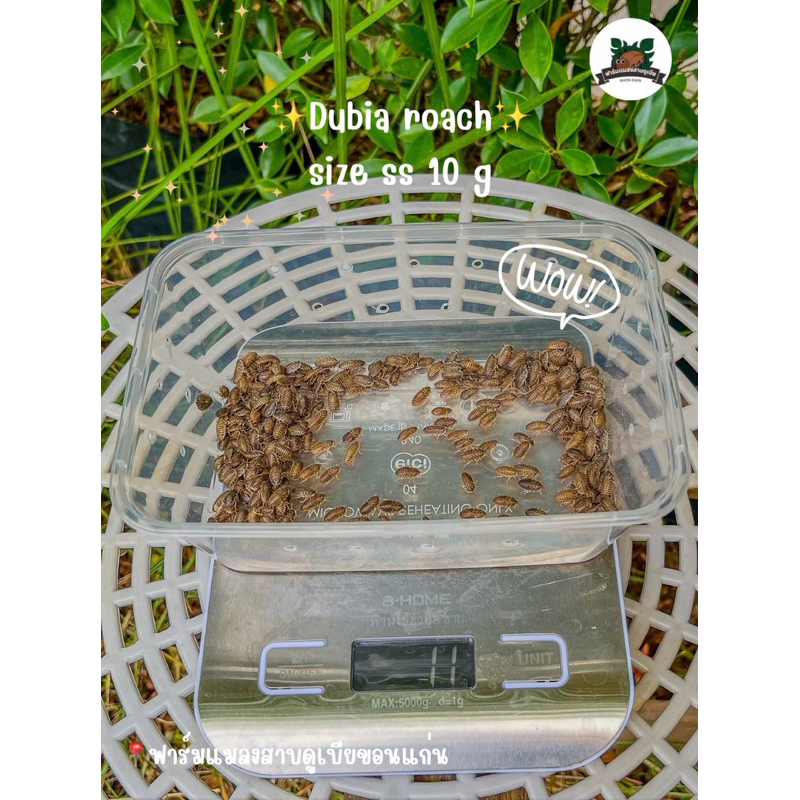 Dubia roach size ss 10 g