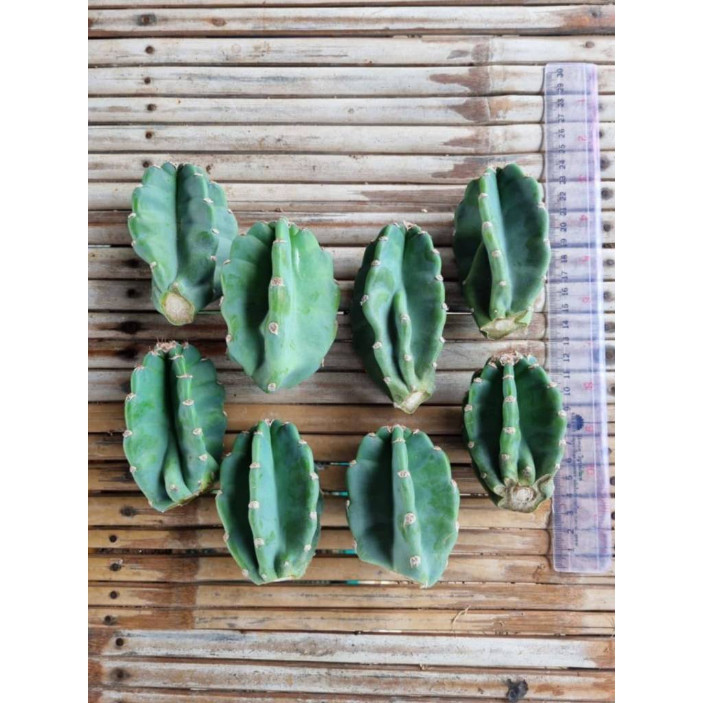 .จามาคารู ทานผลได้ ไม้ลำ ประดับตกแต่ง (Cereus Jamacaru)🌵ตอจามาคารู ไร้หนาม ทานผลได้ แคคตัส ไม้ลำแบบต